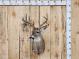 4x5 Whitetail Shoulder Mount Taxidermy