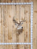 5x5 Whitetail Shoulder Mount Taxidermy