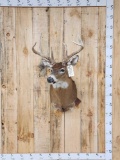 3x4 Whitetail Shoulder Mount Taxidermy