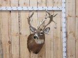 Giant Gnarly Nontypical Whitetail Shoulder Mount Taxidermy