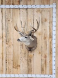 5x5 Mule Deer Shoulder Mount Taxidermy