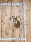 5x5 Whitetail Shoulder Mount Taxidermy