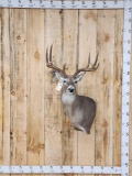 4x5 Whitetail Shoulder Mount Taxidermy
