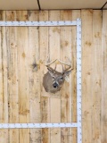 Main Frame 5x5 Whitetail Shoulder Mount Taxidermy