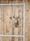 4x4 Whitetail Shoulder Mount Taxidermy