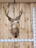 4x5 Mule Deer Shoulder Mount Taxidermy