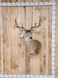 4x4 Whitetail Shoulder Mount Taxidermy