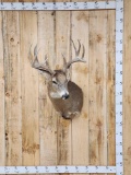 Main Frame 4x5 Whitetail Shoulder Mount Taxidermy