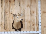 4x4 Whitetail Shoulder Mount Taxidermy