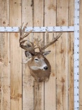 Big Nontypical Whitetail Shoulder Mount Taxidermy