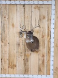5x5 Whitetail Shoulder Mount Taxidermy