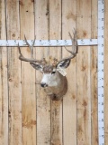 5x5 Mule Deer Shoulder Mount Taxidermy