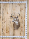 4x4 Whitetail Shoulder Mount Taxidermy