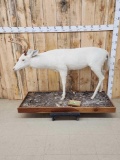 Albino Whitetail Deer Full Body Taxidermy Mount