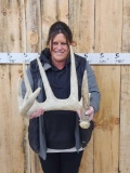GIANT Replica Whitetail Shed Antler