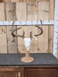 Gnarly 4x5 Whitetail Antlers On Skull