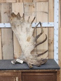 HUGE 25.5 Lbs Alaskan Moose Antler