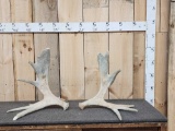 Matched Set Of Self Standing Moose Shed Antlers