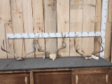 3 Sets Of Mule Deer Antlers On Skull Plate