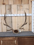 6x6 Elk Antlers On Skull Plate