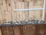 19 Lbs Of Whitetail Shed Antlers