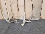 Group Of 3 Whitetail Shed Antlers
