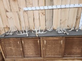 Group Of 10 Whitetail Shed Antlers 17Lbs