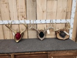 3 Sets Of Whitetail Antlers On Plaques