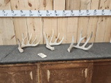 3 Whitetail Shed Antlers