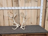 Set of Red Stag Antlers
