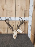 Freak Whitetail Antlers On Skull