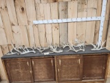 19 Lbs Of Whitetail Shed Antlers