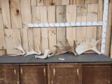17 Lbs Of Alaskan Moose Antlers
