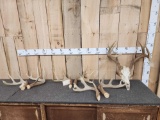 160 Class Whitetail On Skull With Previous Shed Antlers