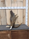 Hand Carved Moose Antler Eagle