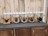 5 Sets Of Whitetail Antlers On Plaques