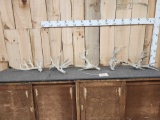 13 Lbs Of Whitetail Shed Antlers
