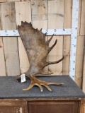 17 Lbs Alaskan Moose Shed Antler