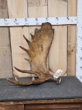 11.5 Lbs Moose Shed Antler