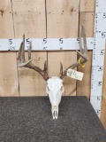 5x5 Whitetail Antlers On Skull