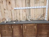 14.4 Lbs Of Whitetail Shed Antlers