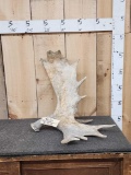 9.8 Lbs Self Standing Moose Shed Antler