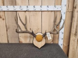 Big 5x5 Mule Deer Antlers On Plaque