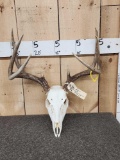 4x4 Whitetail Antlers On Skull