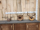 3 Sets Of Whitetail Antlers On Plaques