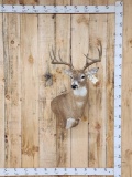 4x5 Whitetail Shoulder Mount Taxidermy