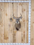 3x3 Whitetail Shoulder Mount Taxidermy
