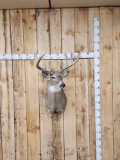 Main Frame 6x5 Whitetail Shoulder Mount Taxidermy