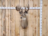 Main Frame 6x5 Whitetail Shoulder Mount Taxidermy
