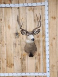 Mule Deer Shoulder Mount Taxidermy